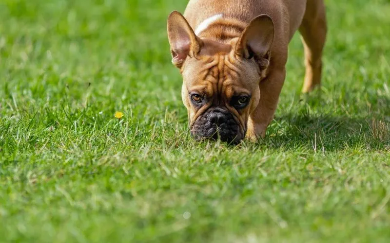 grass eat