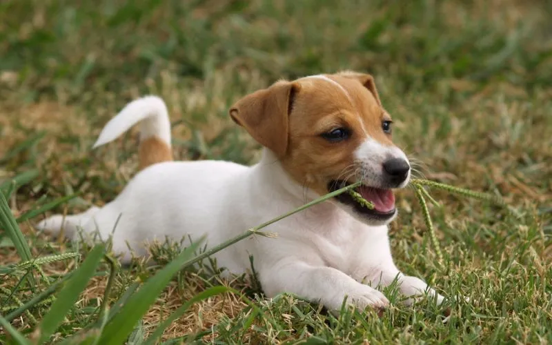dog grass
