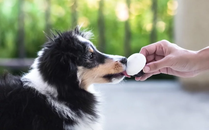 Are There Sugar-Free Alternatives for Dog Food?
