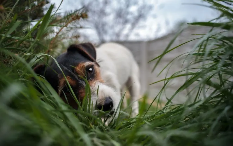 dogs eater