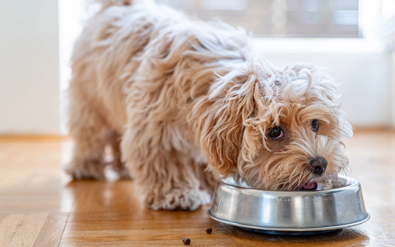 Should I Avoid Commercial Dog Food with Sugar?