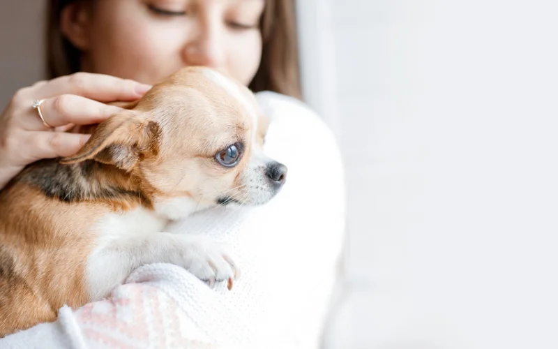 Small Dogs for Families