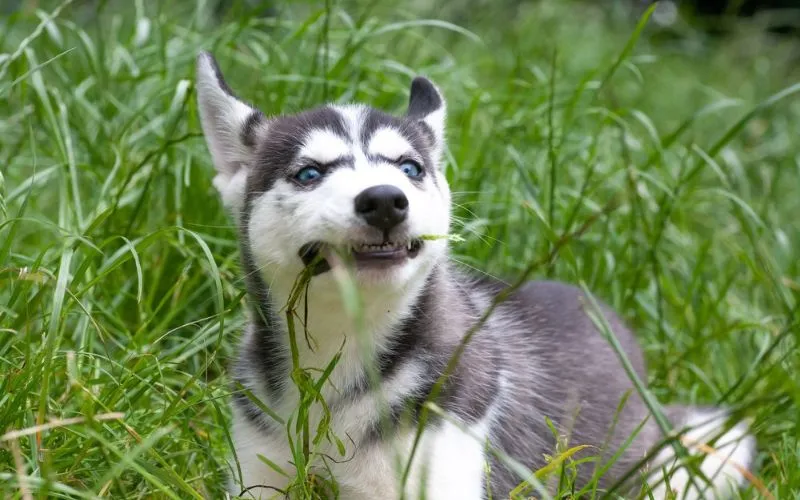dogs eating