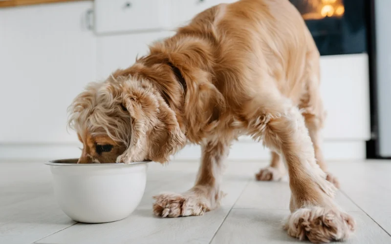Can Dry Dog Food Cause Digestive Issues in Dogs?