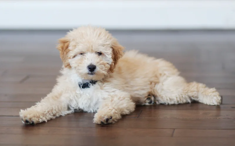 Hypoallergenic Dogs