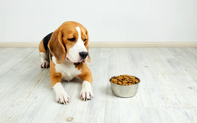 What Are the Common Health Problems Associated with Dry Dog Food?