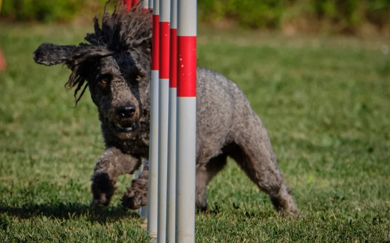 Best Dog Training Techniques