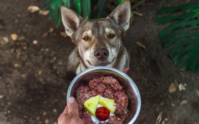 Best Raw Dog Food