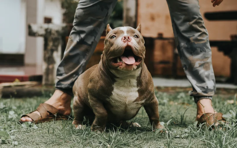 How Do I Teach My Dog Basic Commands?