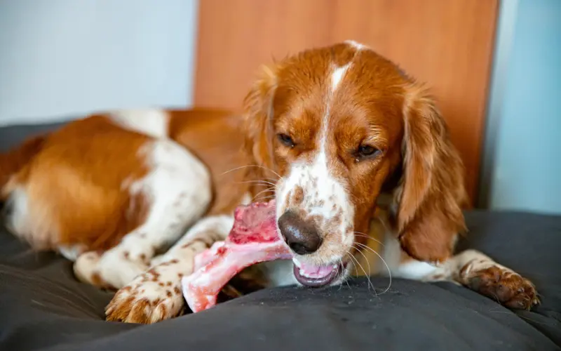 Benefits of Feeding Raw to Dog