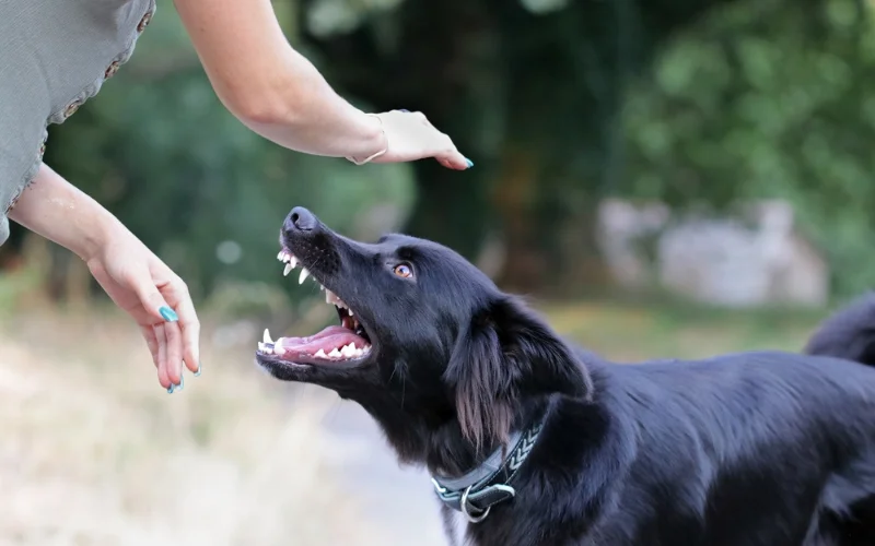 Stop My Dog from Barking