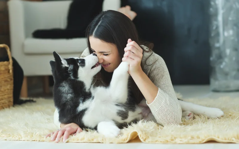 Pets Dogs