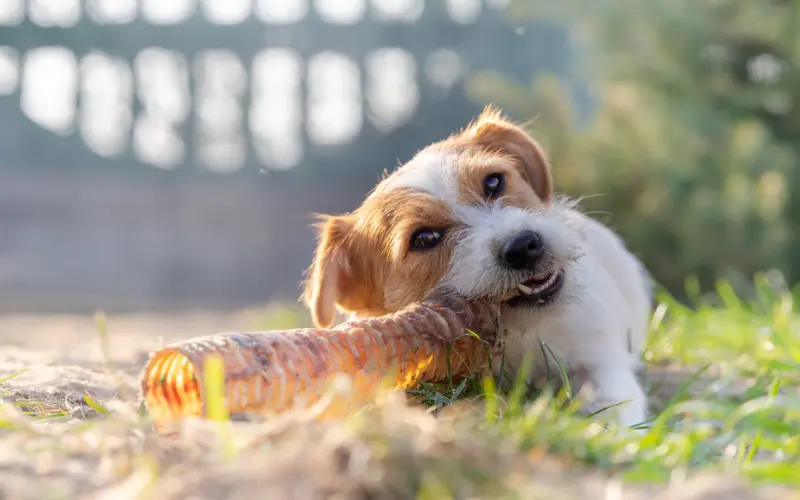 feeding raw bones to dog