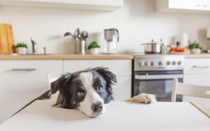 nutrition dog