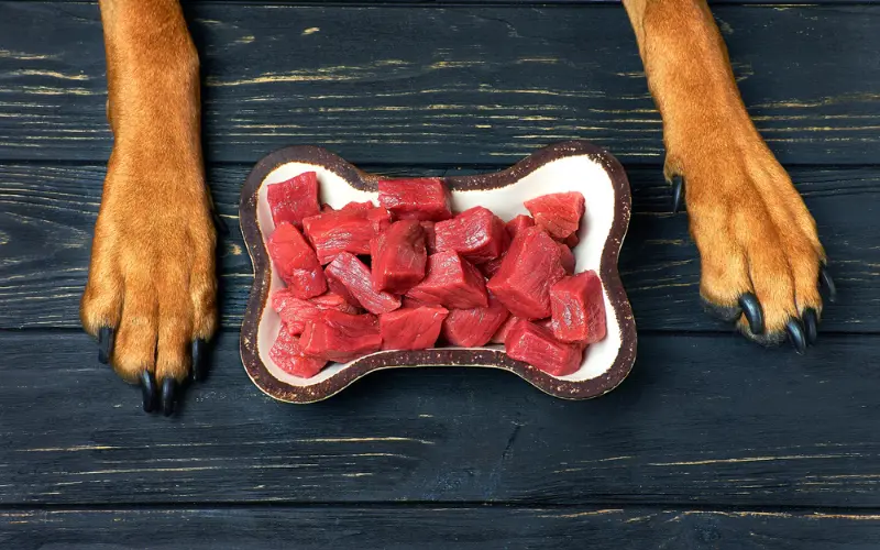 How Much Raw Food Should I Feed My Dog?