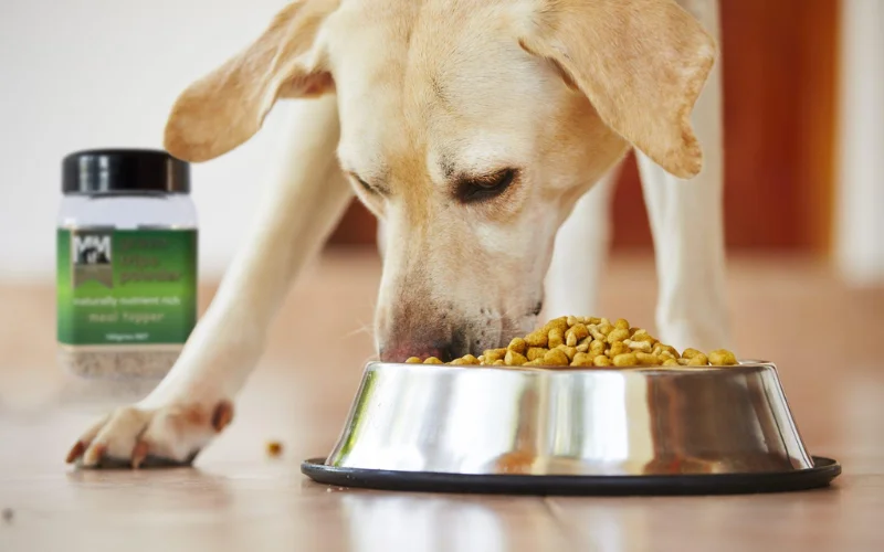 What are common allergens in commercial dog food?