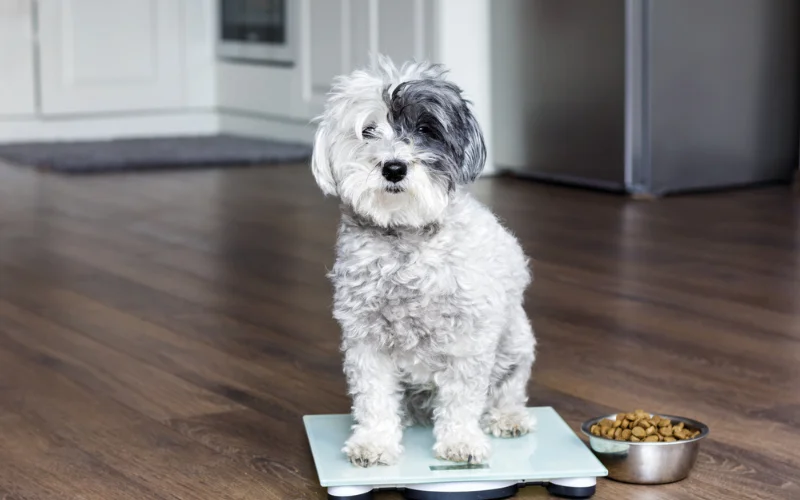 Can Dry Dog Food Lead to Obesity in Dogs?