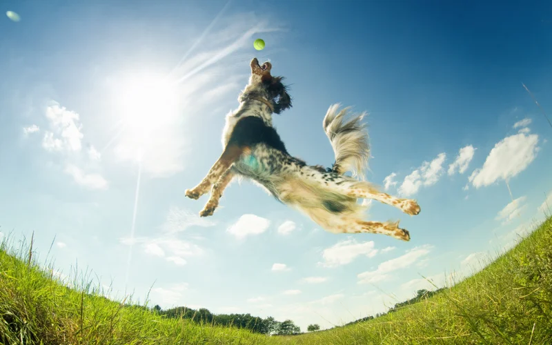 Exercise for Dogs
