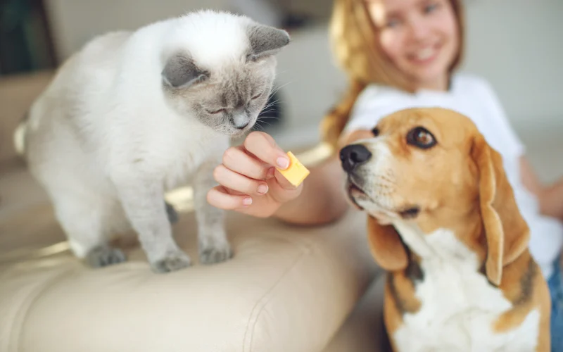 Treats I Should Avoid Giving My Dog