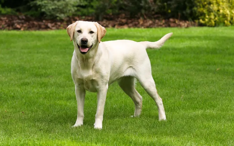 Labrador Retriever