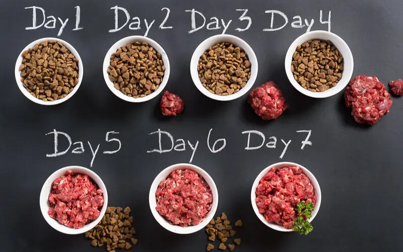 How to Transition My Dog to a Raw Diet?