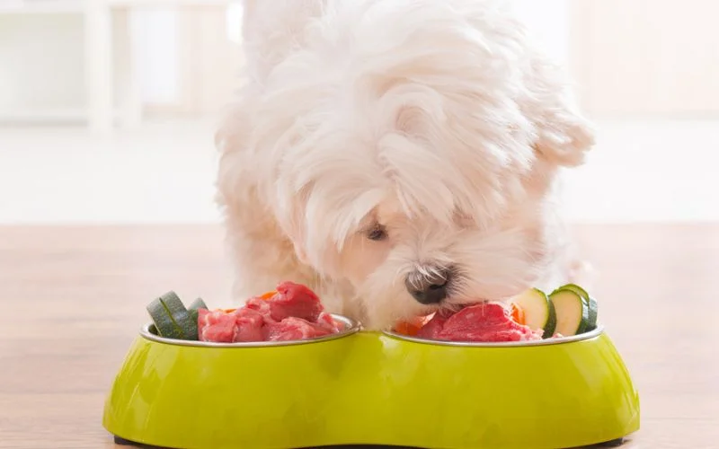 dogs nutrition
