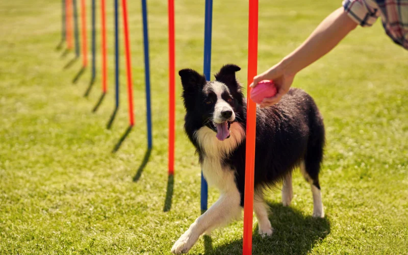 Training a Dog