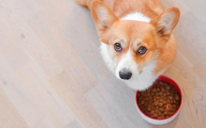 nutrition dogs
