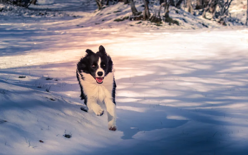 How Can I Teach My Dog to Come When Called?