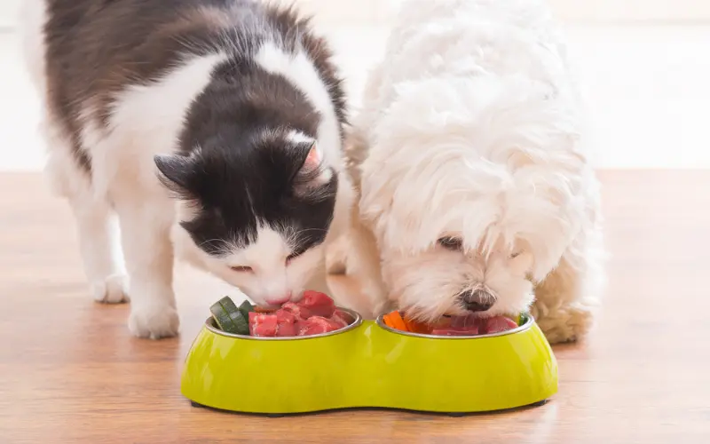 Are There Any Risks or Dangers to Feeding Raw?