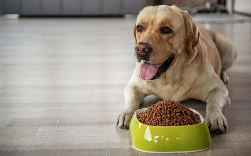 nut dog