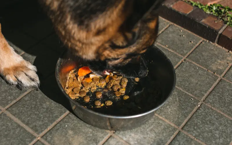 Can I Mix Raw Food with Kibble?