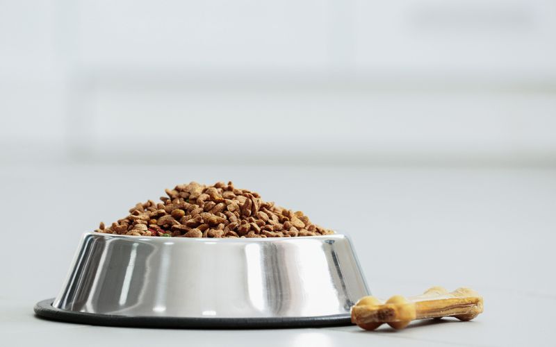 protein dog food