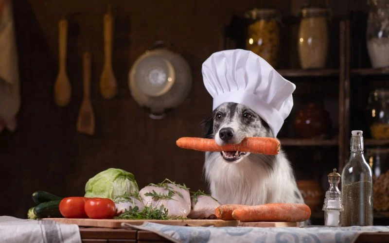 chef dog