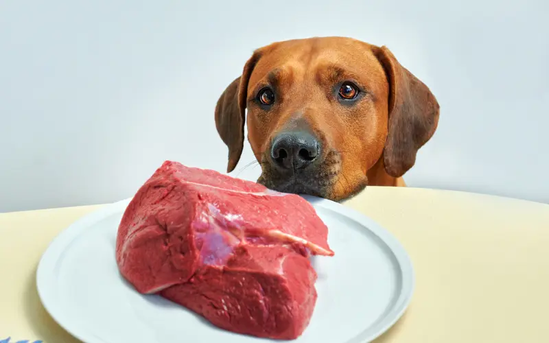 Benefits of Raw Feeding