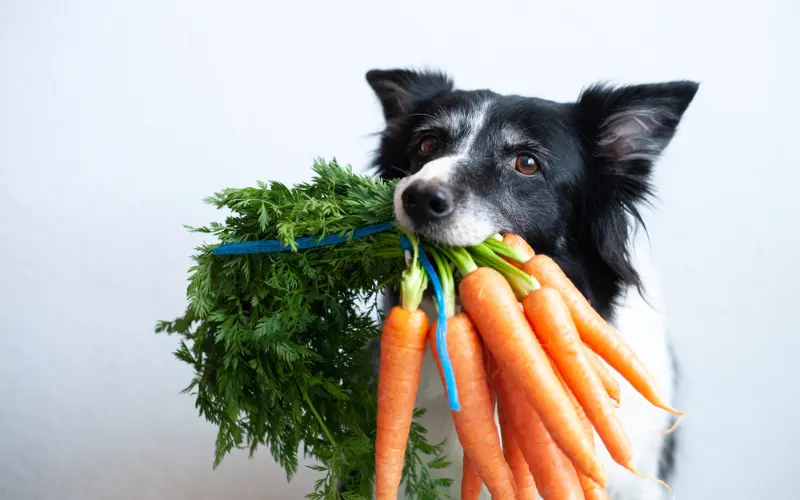Nutritional Value of Raw Food