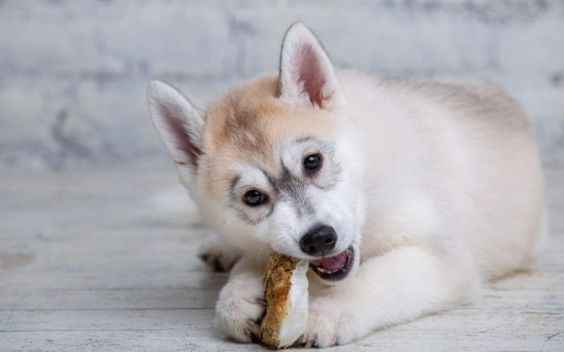 raw protein