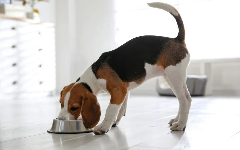 diet