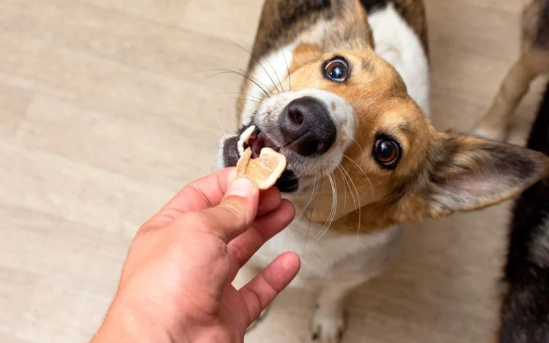 diet dog