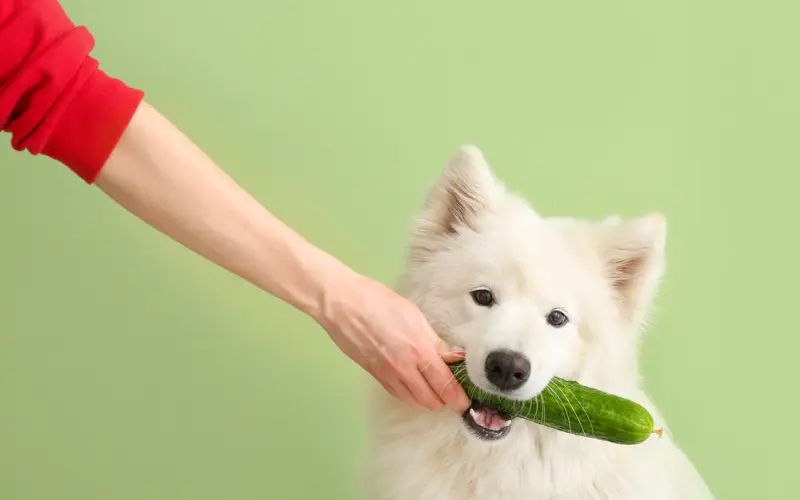 Digestive Health Benefits of Feeding Raw