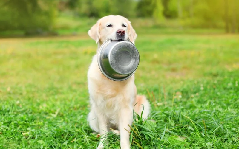 bowl and dog