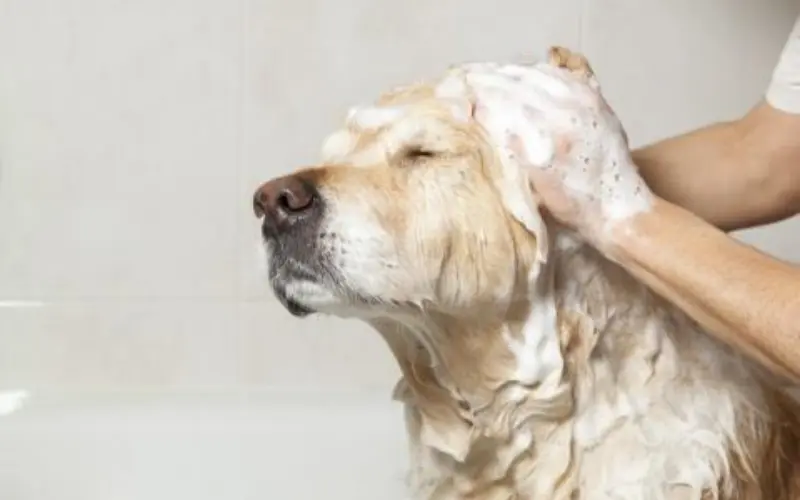 Improved Coat and Skin Health