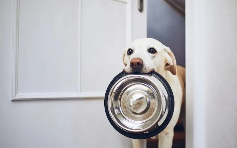 much food