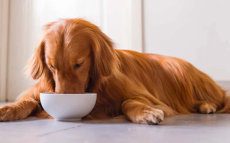 Can raw dog food help with skin allergies?