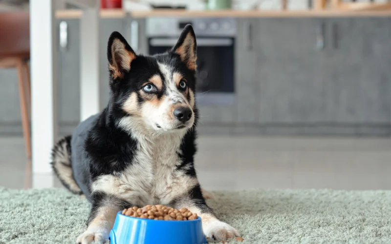 Are There Any Risks of Dental Issues with Dry Dog Food?