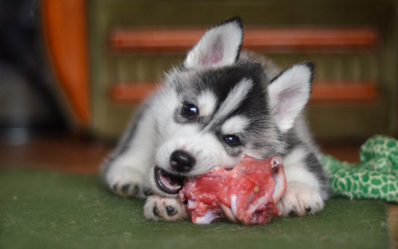 Is Raw Dog Food Beneficial for Dental Health?