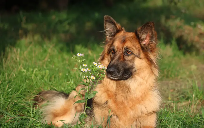 German Shepherd
