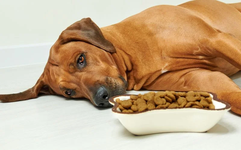 food dog