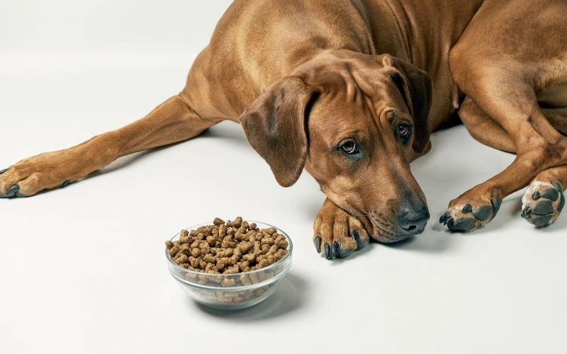 pet food