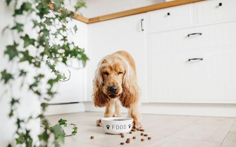 feed dog